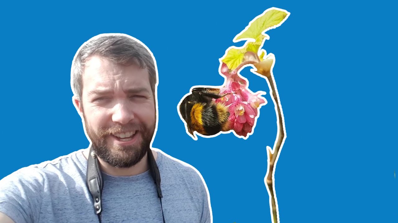 From A to Bees | RSPB Scotland