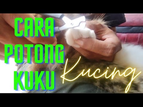 Video: Cara Mengendalikan Kuku Kucing Anda