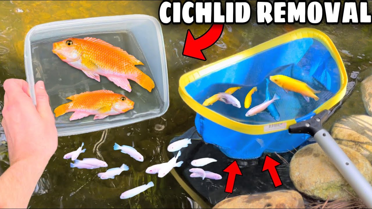Baby Colorful Fish FOUND Hiding in Mother’s Mouth!! *BREEDING INVADERS*