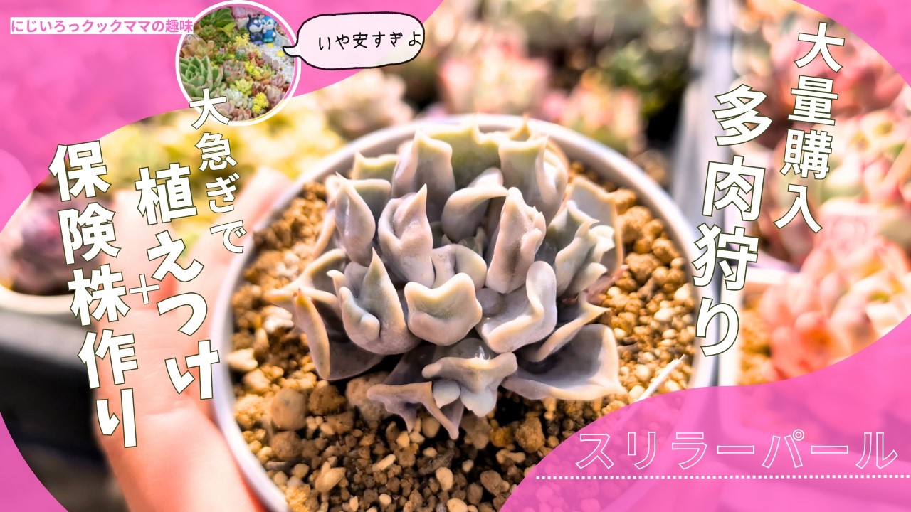 Succulents] I bought too many succulents! I'm going to increase