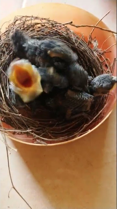 meloloh anakan burung srigunting