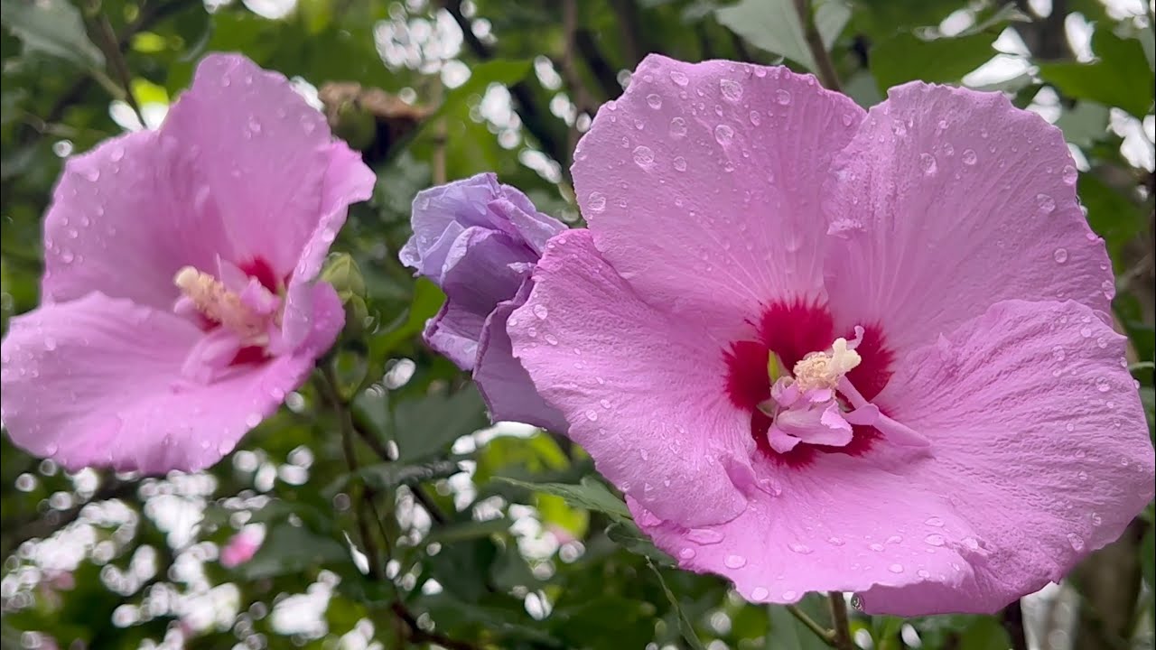 2022/07/16　温風至・蓮始華　癒しのひじかわじかん　〜愛媛県大洲市〜