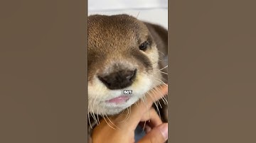 Man saves Otter from giant fish. #animals #otter