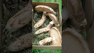 3万円の松茸は3万の価値があるのか、、、#shorts #matsutake