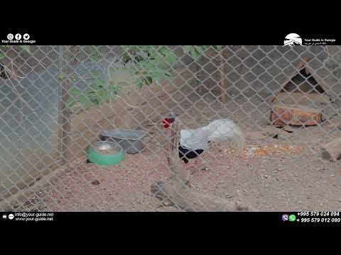    حديقة الحيوان تبليسي