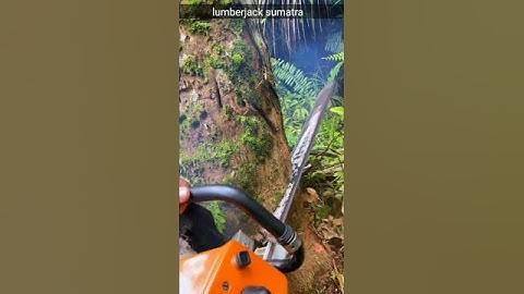 cutting down the amazing coconut tree#coconuttree#lumberjack