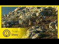 The Celtic Legacy - True Story Documentary Channel