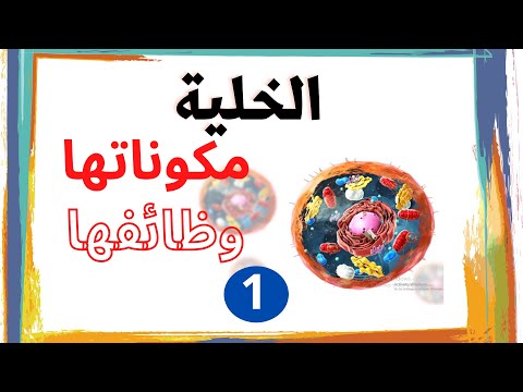 فيديو: ما مقدار المادة الجينية الموجودة في الخلية خلال المرحلة الأولى؟