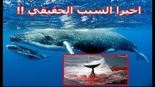 اخيرا تفسير صوت الحوت الازرق علي سواحل البحر المتوسط 19-12-2019 سبحان الله