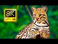 Special Collection of Wild Animals in 8K ULTRA HD / 8K TV