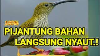 PANCINGAN PIJANTUNG GUNUNG|| pijantung gunung bahan auto nyaut dengar ini