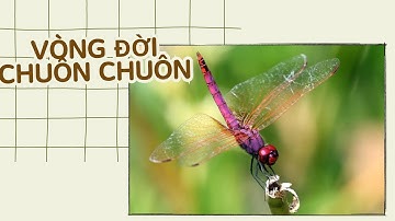 Vòng Đời Của Một Con Chuồn Chuồn
