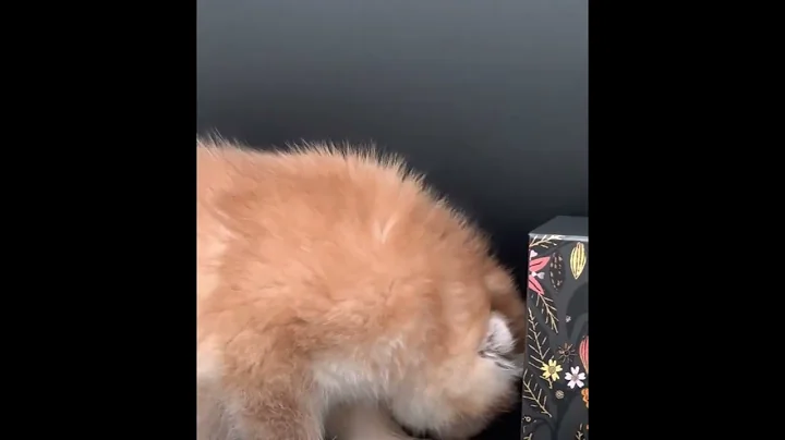 Video 9764641: golden scottish fold kitten, scottish fold female kitten, scottishfold kitten catlover, scottishfold cats catlover