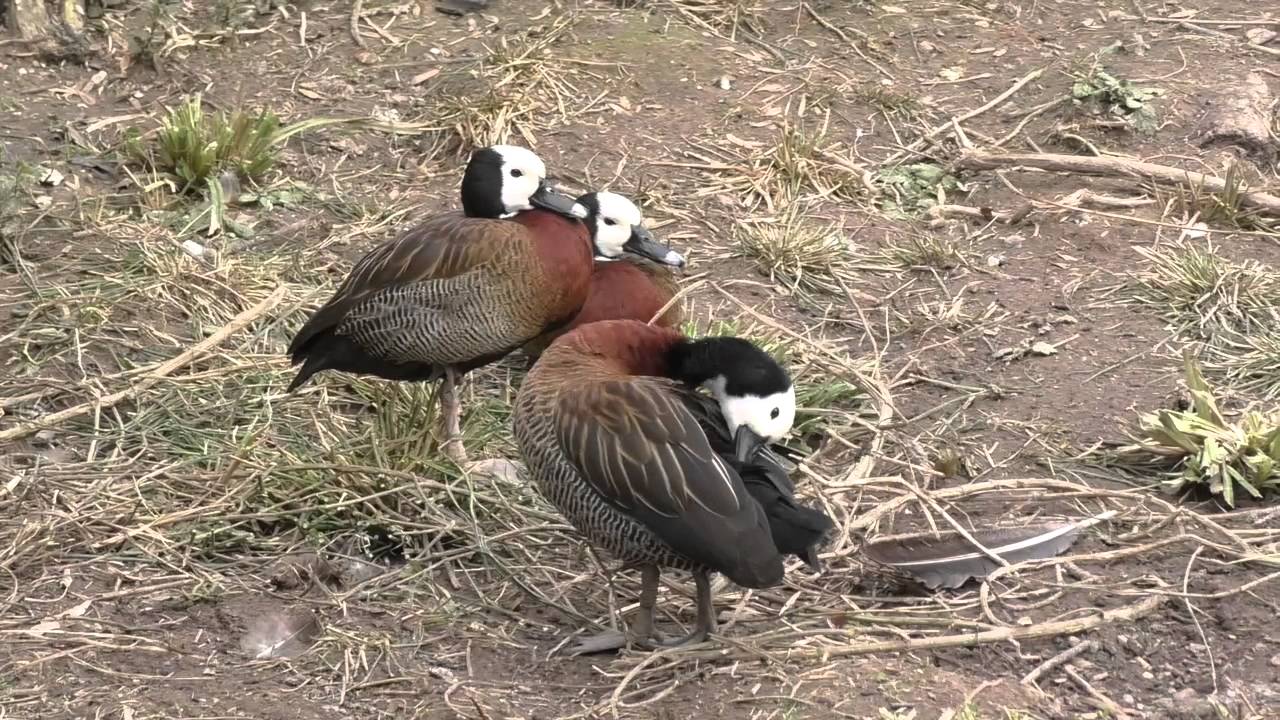 Axe Valley Wildlife Park (28th February 2016)
