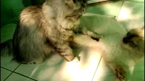 Video 11348061: himalayan persian cat, cat vs persian