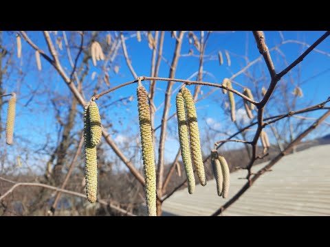 ቪዲዮ: Hazelnutsን እንዴት እሰበስባለሁ - Hazelnuts from Bushes ስለመሰብሰብ ጠቃሚ ምክሮች