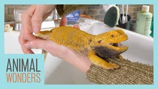 Keeping A Bearded Dragon Healthy | Femoral Pores |