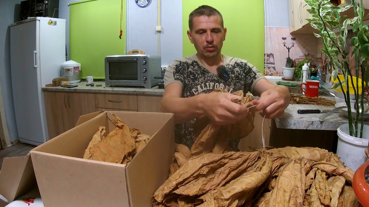 Заканчиваю сезон 2021 в поле и количество выращенного! Табаководство первый опыт!