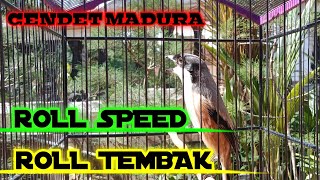 Variasi Suara Cendet Madura Roll Speed Dan Roll Tembak Pancingan Cendet Gacor