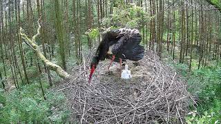 Lódz,PL 2023_05_26 Black stork - Florentino defends chicks - renewed Hawk attack