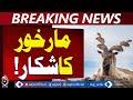 Skardu Trophy Hunting Success | Legal Markhor Hunt | Community Benefits – Aaj Pakistan News