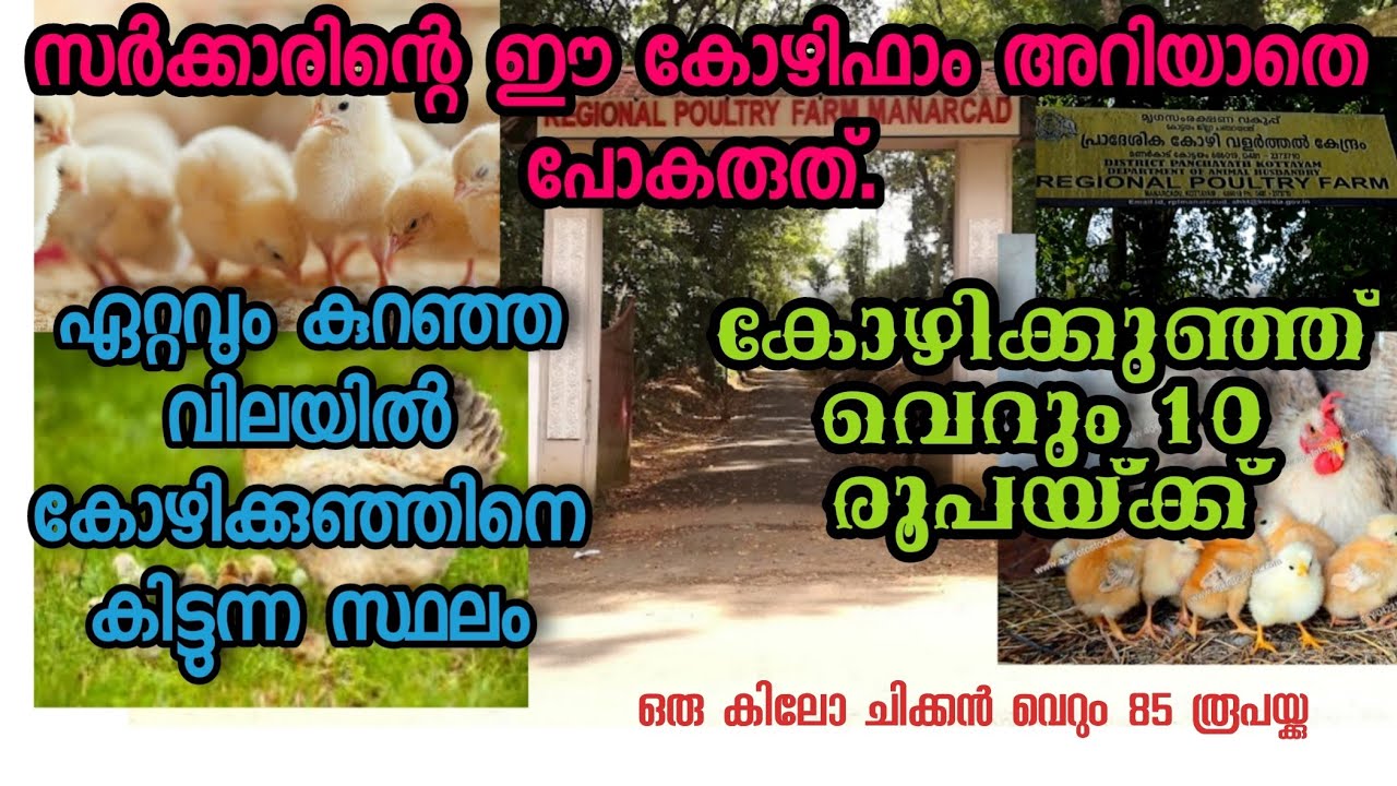 സാധാരണക്കാർക്കും കോഴിക്കുഞ്ഞിനെ വാങ്ങാൻ ഒരു അവസരം .poultry products @ cheap rate
