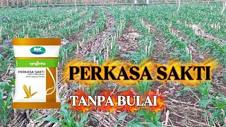 Jagung Perkasa Sakti Anti Bulai