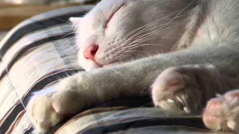 Video 3923531: turkish angora cat, little feline, feline love, cat sleeping