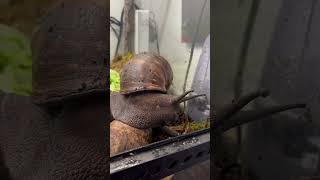 XXL Schnecke 🐌 #animalshorts#pets#youtubeshorts#animals#schnecken#tiere#tierliebe#animallife#yt