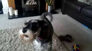 mini schnauzer howling