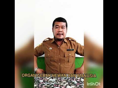  Organ  Gerak  Hewan  dan  Manusia YouTube