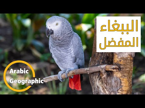 الببغاء الرمادي الافريقي الكاسكو الزنجباري و التمنة الحيوانات والحياة البرية