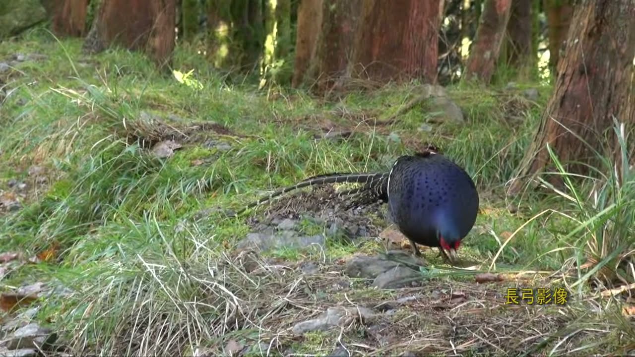 帝雉 Mikado Pheasant 