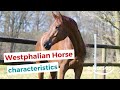 Westphalian horse | characteristics, origin & disciplines