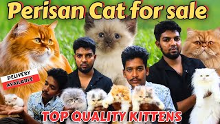 Persian cat low price selling farm in Chennai|Top Quality|#persian#persiancat#persiankittensforsale