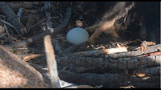 Big Bear Eagles ~Jackie LAYS 1st egg of 2nd Clutch! Shadow Is Present During Labor & Delivery 2.8.21