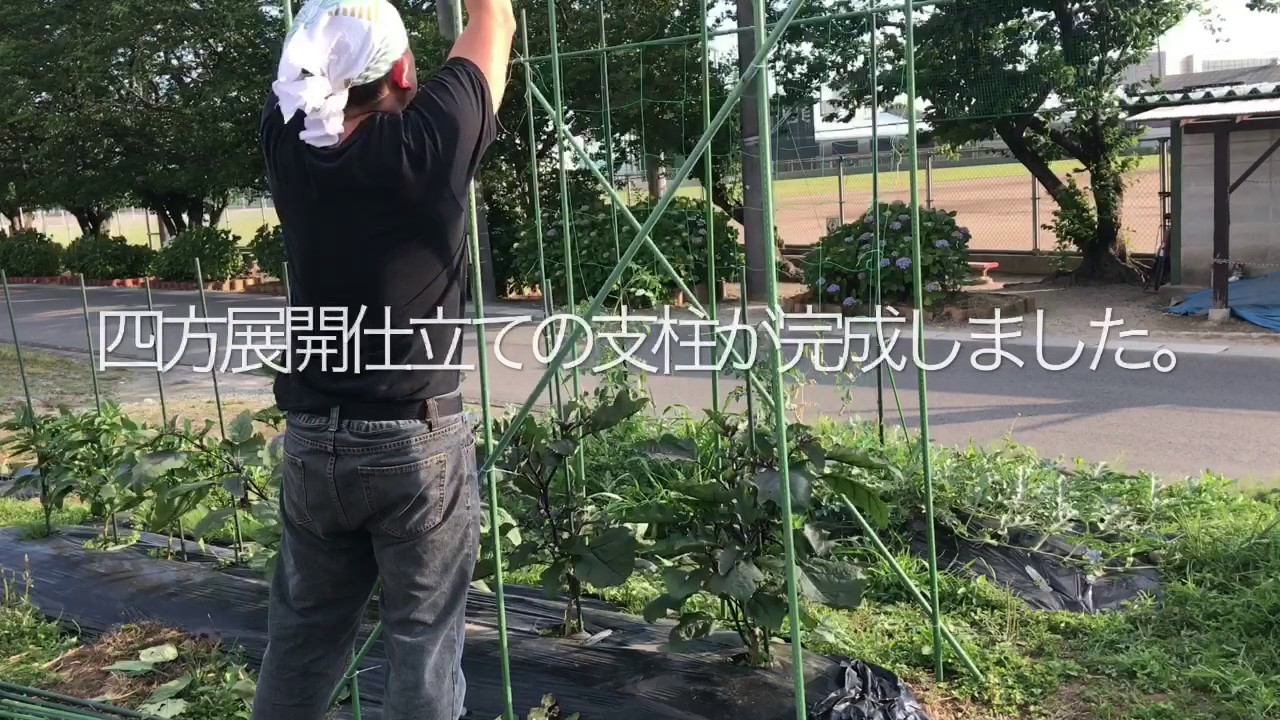 動画で家庭菜園 ナス 支柱たて 三本仕立て 四方展開仕立て編 Youtube