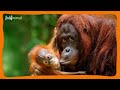 TODO SOBRE EL ORANGUTAN: El mamífero arbóreo mas grande del mundo.