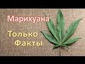 Марихуана(конопля): Только Факты!