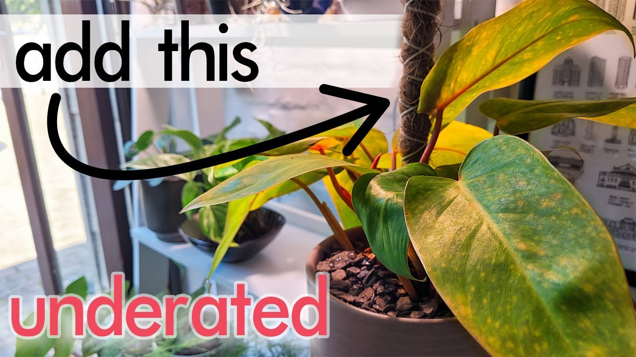 Philodendron Painted Lady Review