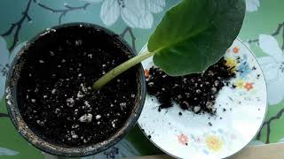 Propagating African violet from leaf.