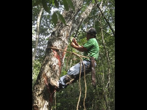 Equity & Equitable Access Issues in Forest Certification Systems & Other Accountability Tools