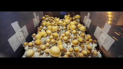 Incredibly satisfying Time lapse of mushrooms growing over 7 days. #timelapse #mushroom