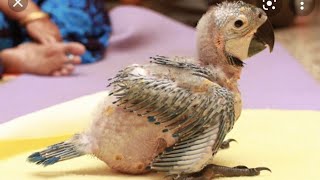 Blue and Gold macaw baby handfeeding | 32 Days old macaw baby