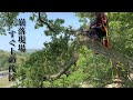 【災害】崩落現場すぐ上をレッカー無しで伐採‼︎【特殊伐採】