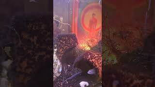 Цихлида и Артурчик #какаду #parrot #birds #Цихлиды