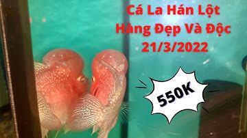 ( Đã Có Chủ ) Cá La Hán Lột Siêu Đẹp và Độc (21/3/2022) Tại Cá Cảnh Đại Lâm Mộc