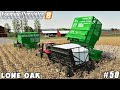 Caring for animals, harvesting cotton | Lone Oak Farm | Farming simulator 19 | Timelapse #50