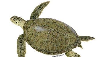 danshotfr - Mr. Turtle (Offical Release)