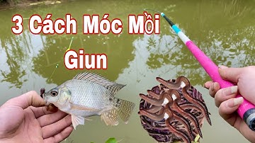 3 Cách Móc Mồi Giun Câu Cá Rô Phi Cực Kỳ Hiệu Quả - Hạnh Fishing